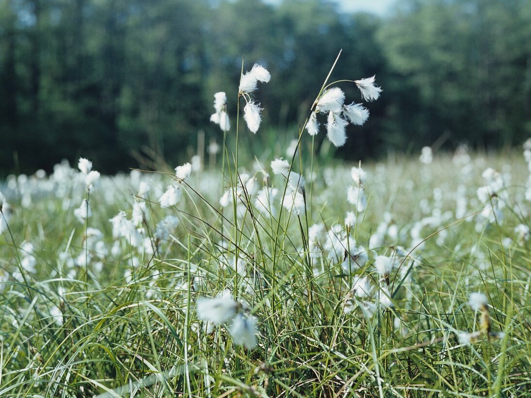 Schmalblättriges Wollgras