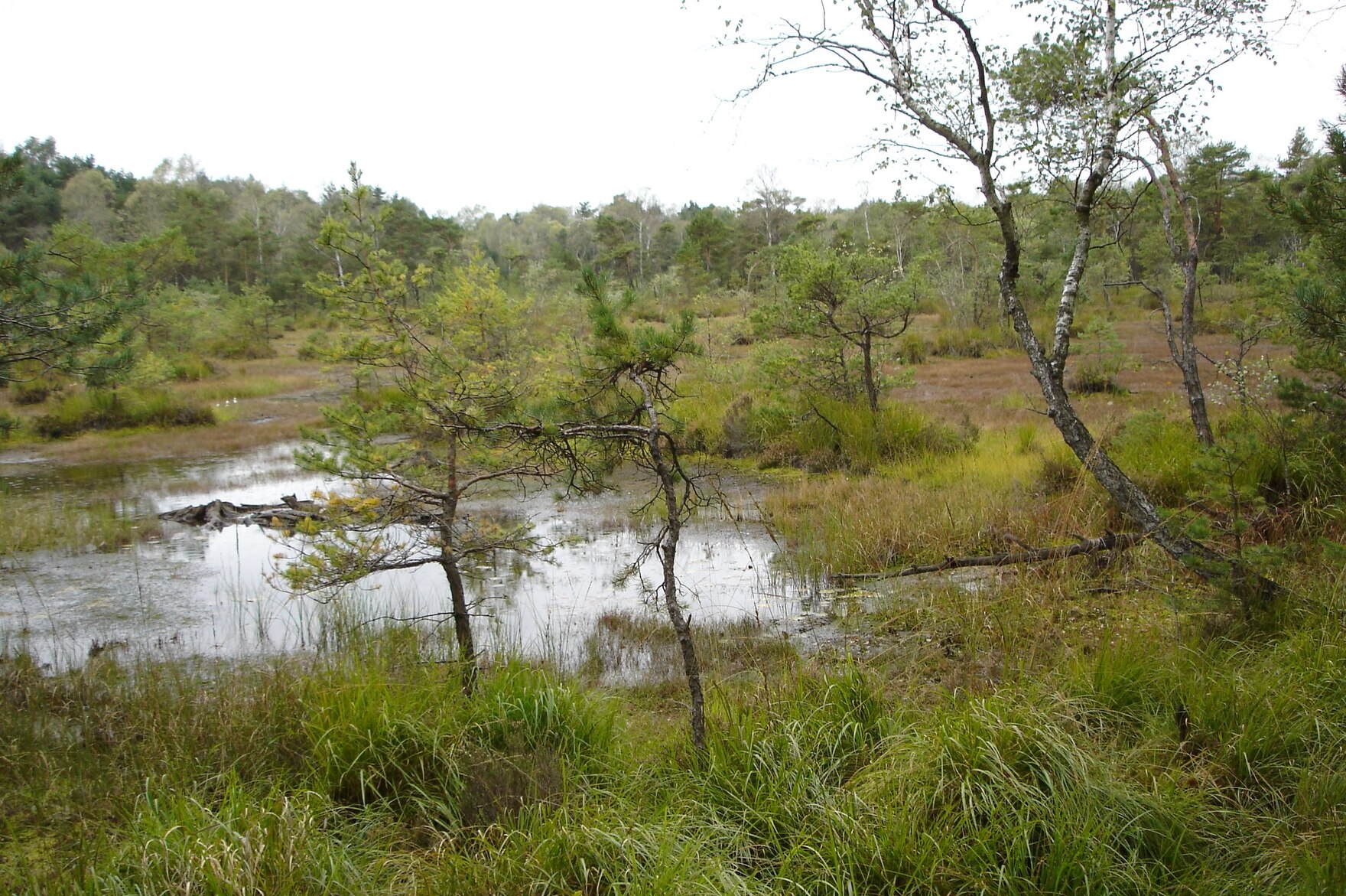 Zadlitzbruch (Foto: Archiv Naturschutz LfULG, M. Pretzsch)