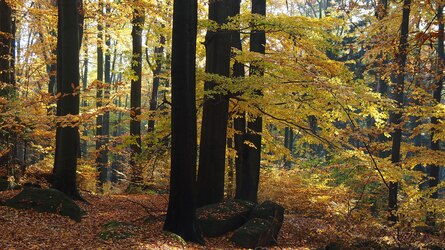 Wald mit herbstlichem Laub