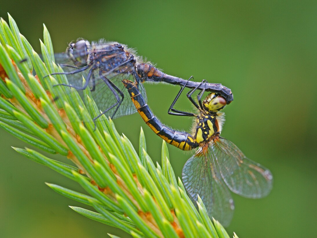 Schwarze Heidelibelle