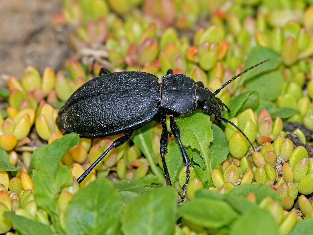 Lederlaufkäfer