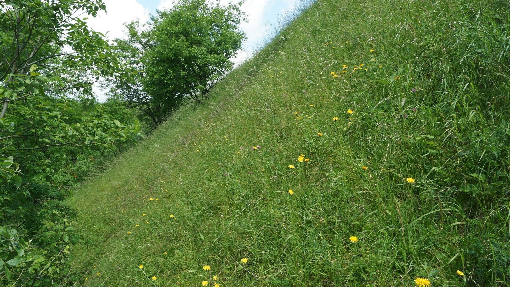 Wiese in starker Hanglage mit Bäumen