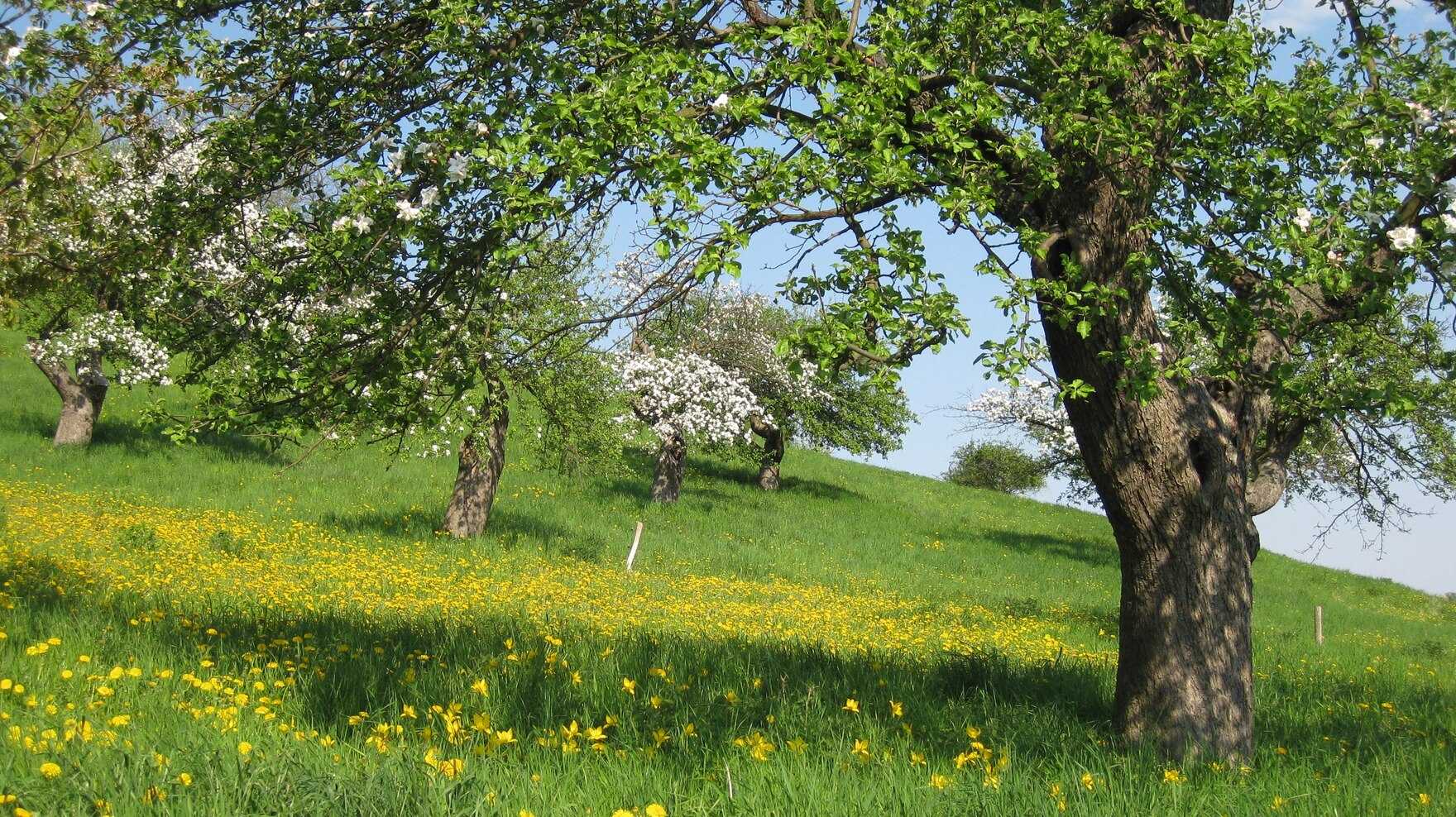 Streuobstwiese