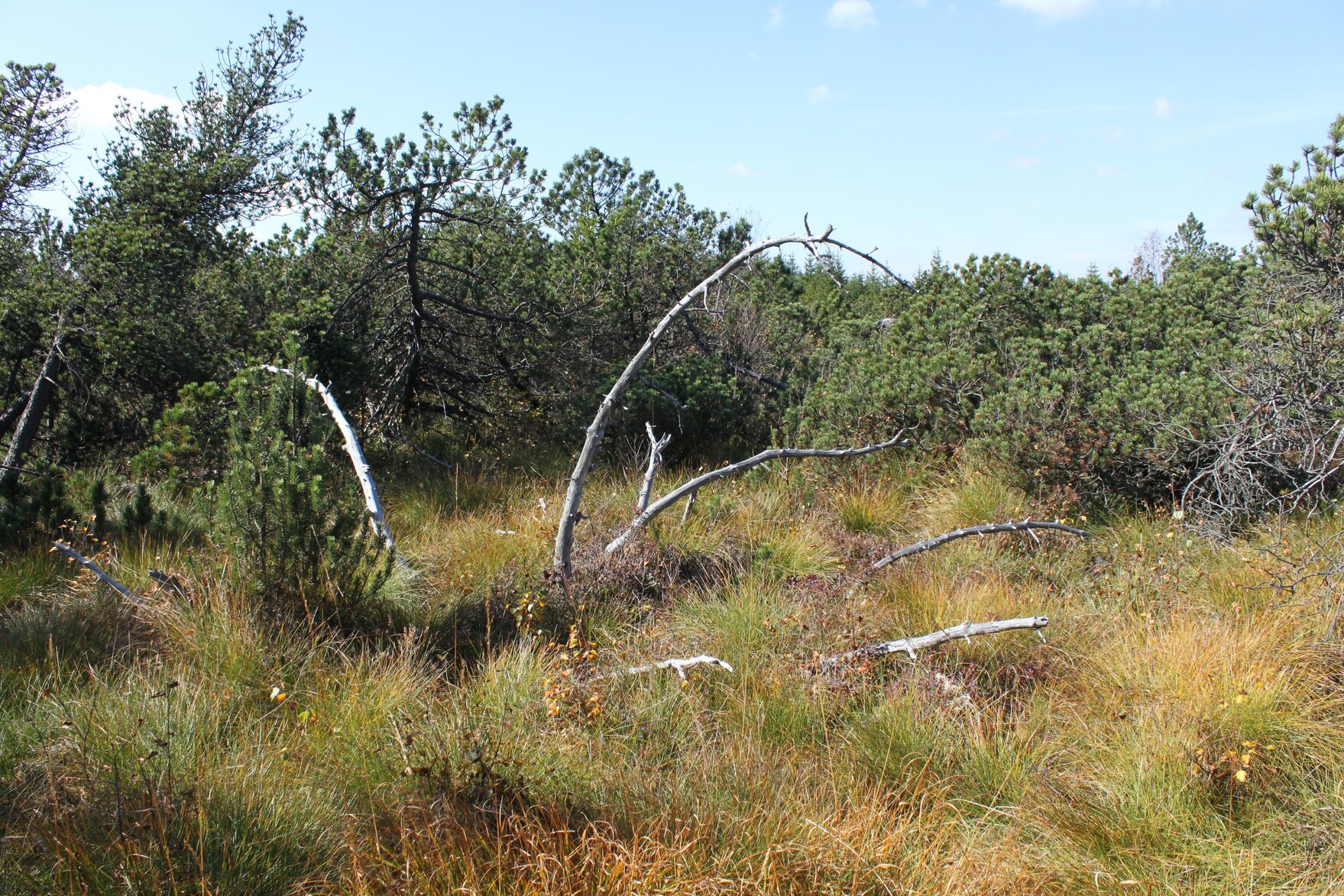 Das Georgenfelder Hochmoor bei Zinnwald-Georgenfeld im Erzgebirge ist auf deutscher Seite Naturschutzgebiet. Darüber hinaus sind Moore nach § 30 BNatSchG geschützt.