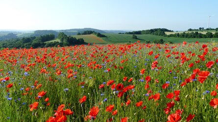 Klatschmohn und Kornblumen in einem Feld