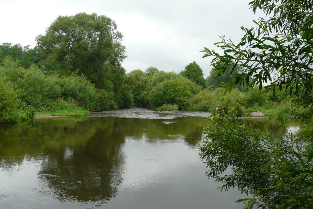 Auwaldentwicklung an der Flöha