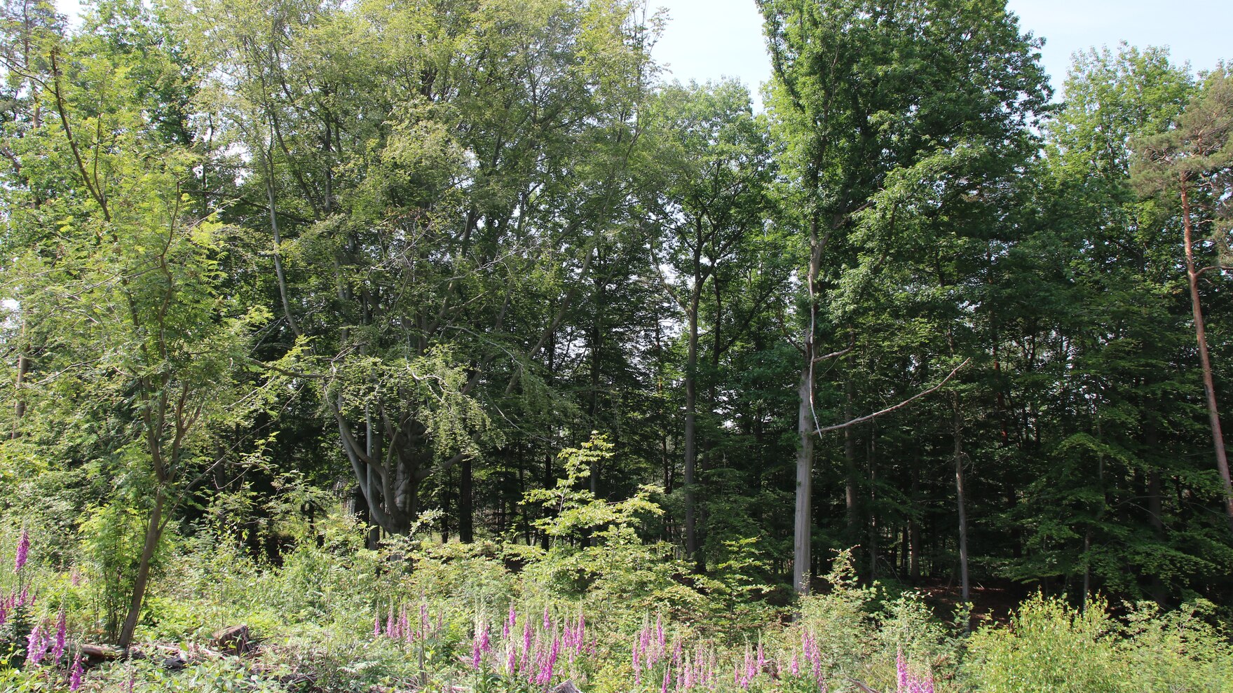 Waldsaum mit Buchen im Hintergrund