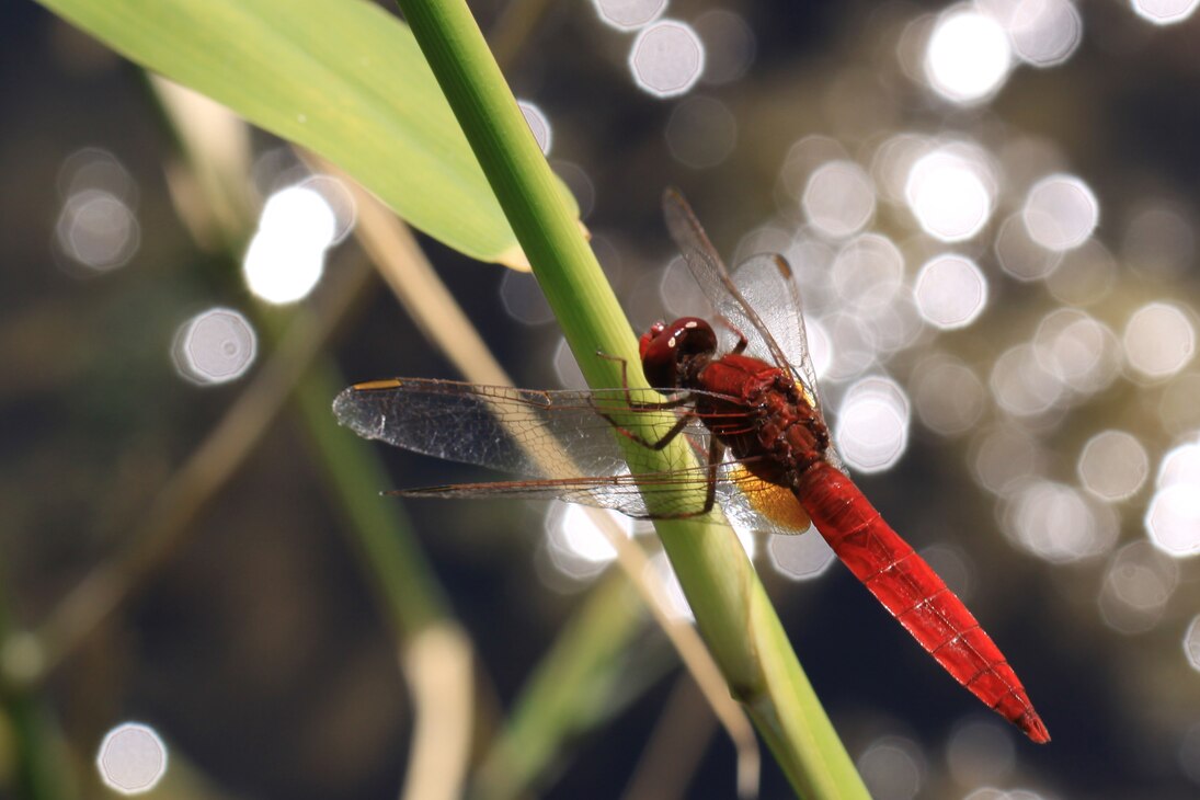 Feuerlibelle (Crocothemis erythraea) als Beispiel einer wärmeliebenden, südlich verbreiteten Art, die in Ausbreitung begriffen ist.