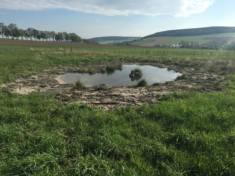 Wiese mit Tümpel und Grashorsten