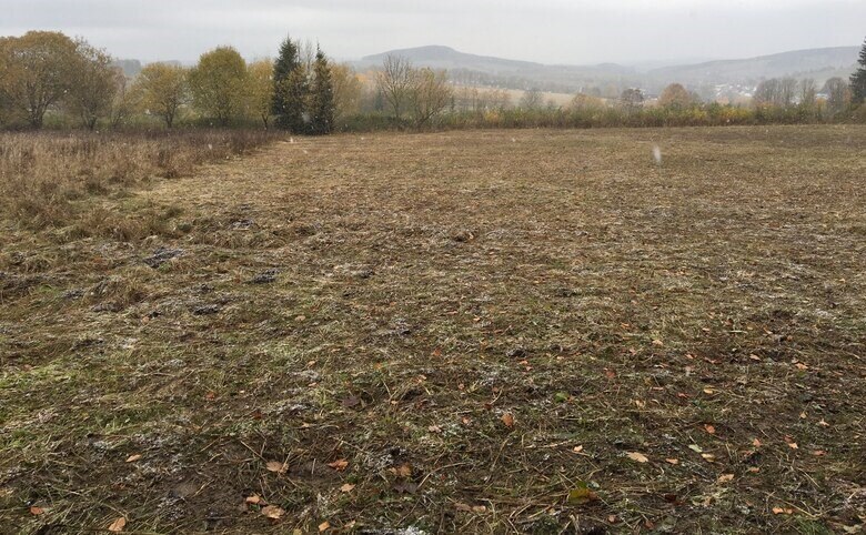 Feuchte Wiese die nur auf einer Seite gemäht wurde