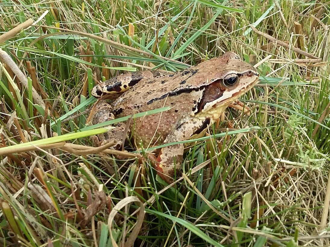 Grasfrosch