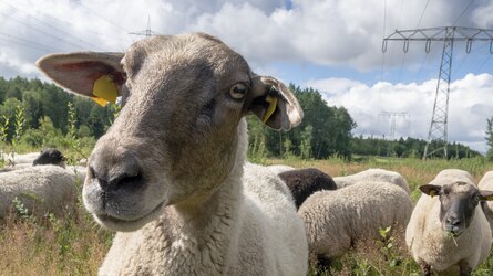 Ein Schaf sieht in die Kamera, dahinter ein Strommast