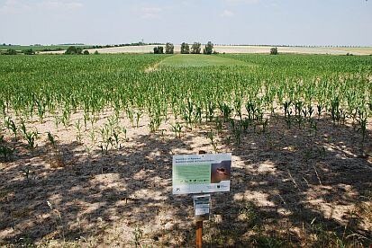 Lerchenstreifen Lüptitz