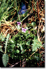 Moor-Veilchen (Foto: Archiv Naturschutz LfULG, H. Riebe)