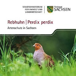 Rebhuhn - Perdix perdix