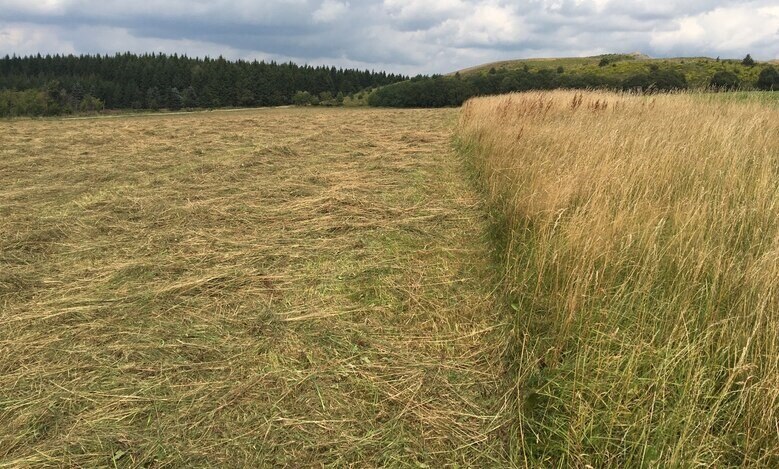 Wiese, links ein gemähter Teil und daneben stehen gelassen