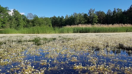 Teich mit blühendem Wasserhahnenfuß