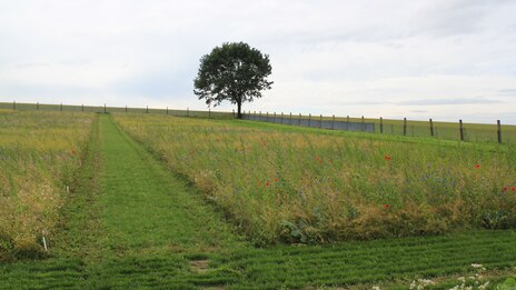 Zwei Versuchsfelder, im Hintergrund ein Baum