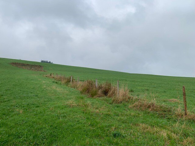 auf der Wiese zwischen den Koppelfählen altes hohes Gras