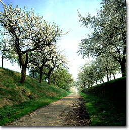 Hohlweg (Foto: Archiv Naturschutz LfULG, W. Fiedler)