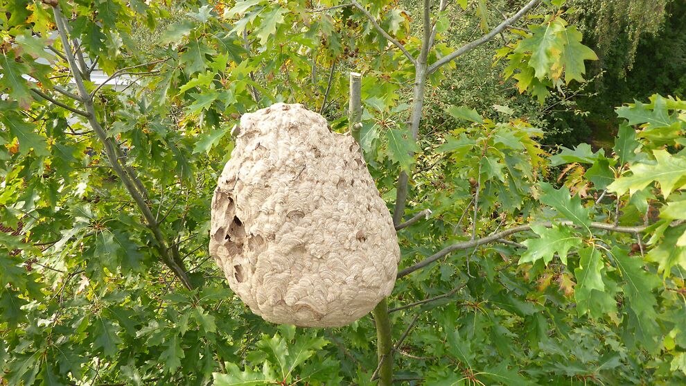 Auf dem Foto ist ein Sekundärnest der Asiatischen Hornisse abgebildet, das sich in einem Baum befindet.