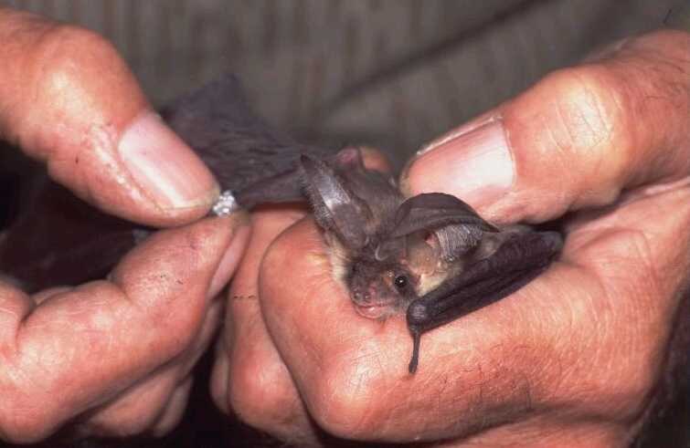 Foto: eine Fledermaus, welche gerade einen Markierungsring bekommt