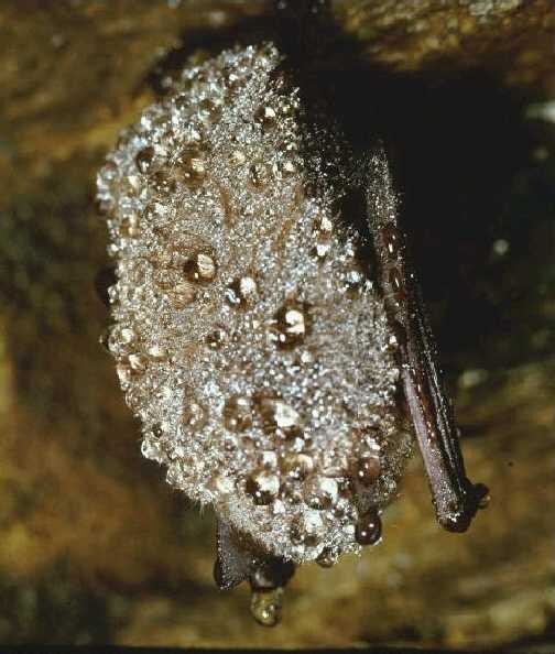 Foto: Wasserfledermaus